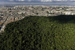 ARVORES DO  JD BOTANICO
