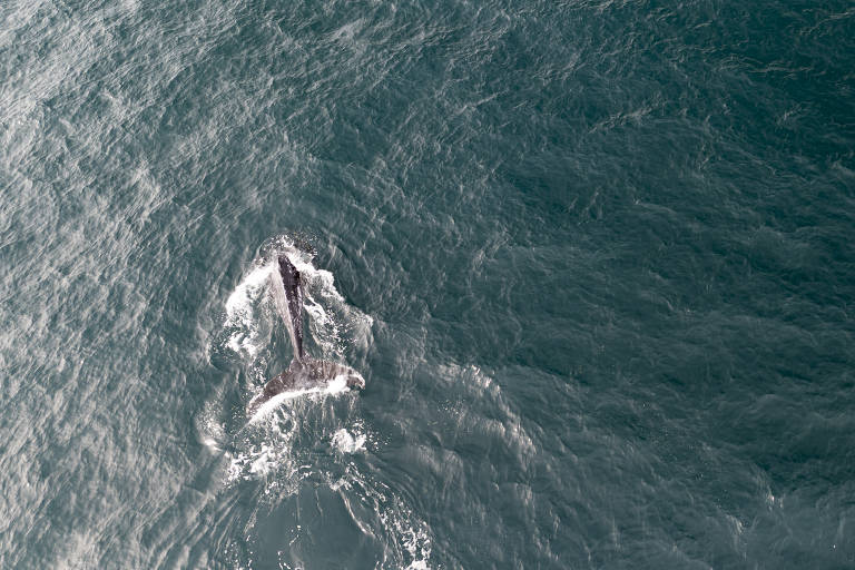 A imagem mostra uma baleia nadando na superfície do oceano. A água ao redor é de um tom azul profundo, com ondas suaves visíveis. A baleia é parcialmente visível, com uma parte de seu corpo emergindo da água.