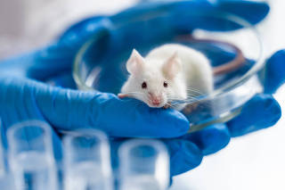 Scientist holding white laboratory mouse in hands