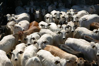 EXPORTACAO DE CARNES