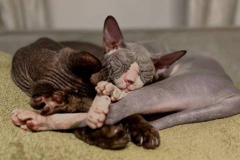 As gatas Anuska e Ulyana do gatil Pridons Don Sphynx Cats