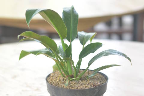 Beautifull Philodendron Martianum In A Black Pot Stands On Wooden Table On A Blurred  Background. (Foto: raypriatna/stock.adobe)