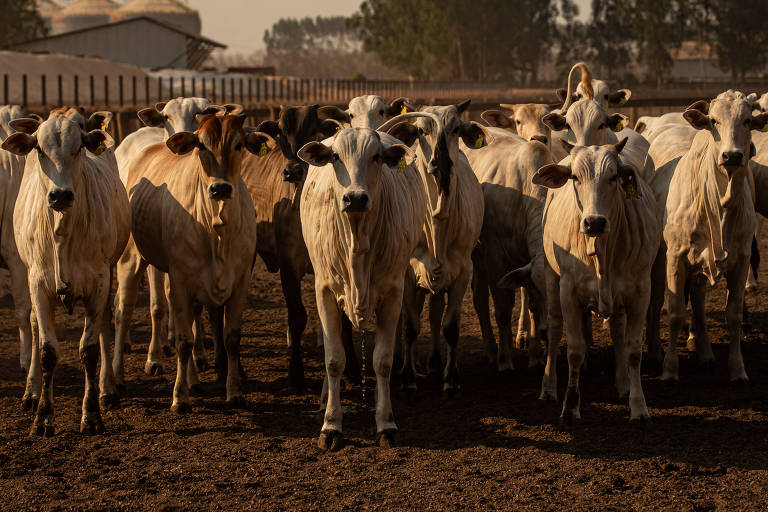 Pecuaristas de Mato Grosso apostam em passaporte verde para atrair mercado externo