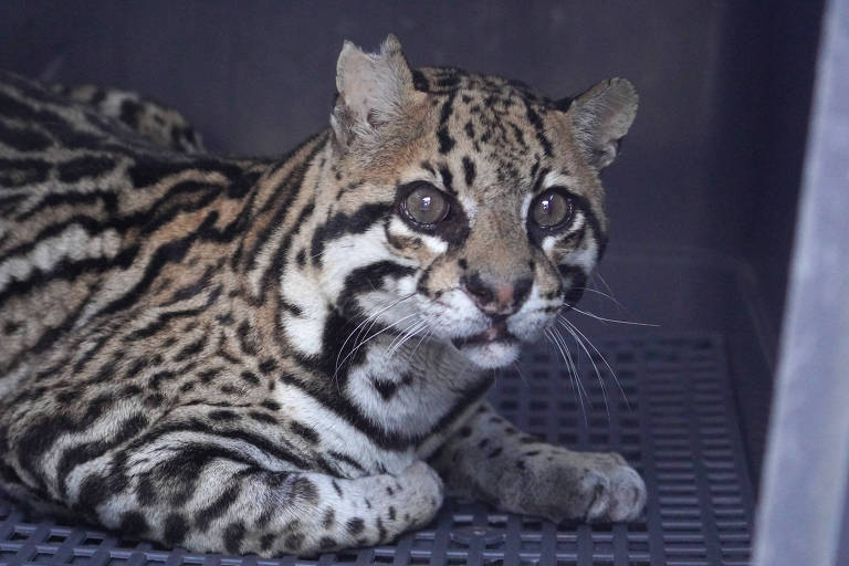 Jaguatirica atingida por mais de 20 tiros de chumbo no RJ volta à natureza após recuperação