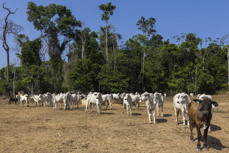Por que o 'Rei do Gado' está apoiando programa para proteger a Amazônia