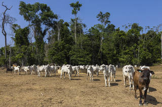 DESAMATAMENTO CAUSA PREJUÍZOS NA AGRICULTURA DA AMAZONIA