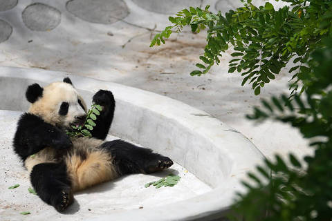 China - Patrocinado