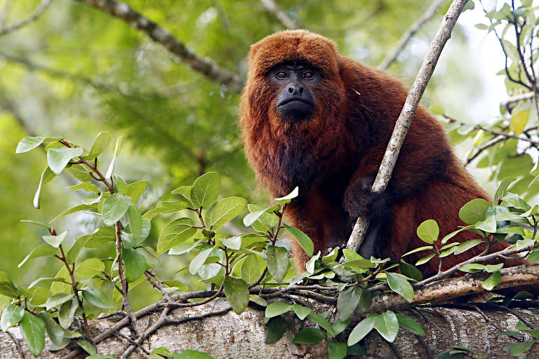 Um macaco de pelagem marrom-avermelhada está sentado em um galho de árvore, cercado por folhas verdes. O animal tem um olhar atento e parece estar observando o ambiente ao seu redor. O fundo é composto por uma vegetação densa, com luz natural filtrando entre as folhas.