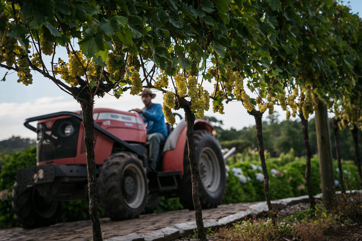 Vinícola brasileira cria bebida para a China e eleva exportações em 17%