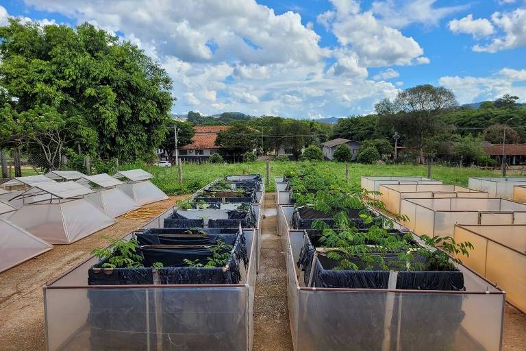 A imagem mostra uma horta com várias estufas de cultivo. As estufas são retangulares e transparentes, com plantas verdes crescendo dentro delas. Ao fundo, há árvores e um céu azul com nuvens brancas. O solo é de terra batida e há uma área aberta ao lado das estufas.