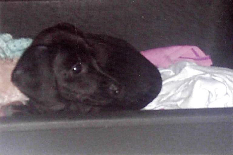 A imagem mostra um cachorrinho preto deitado em uma cesta, cercado por roupas coloridas. O cachorro parece estar confortável e relaxado, com os olhos grandes e expressivos.