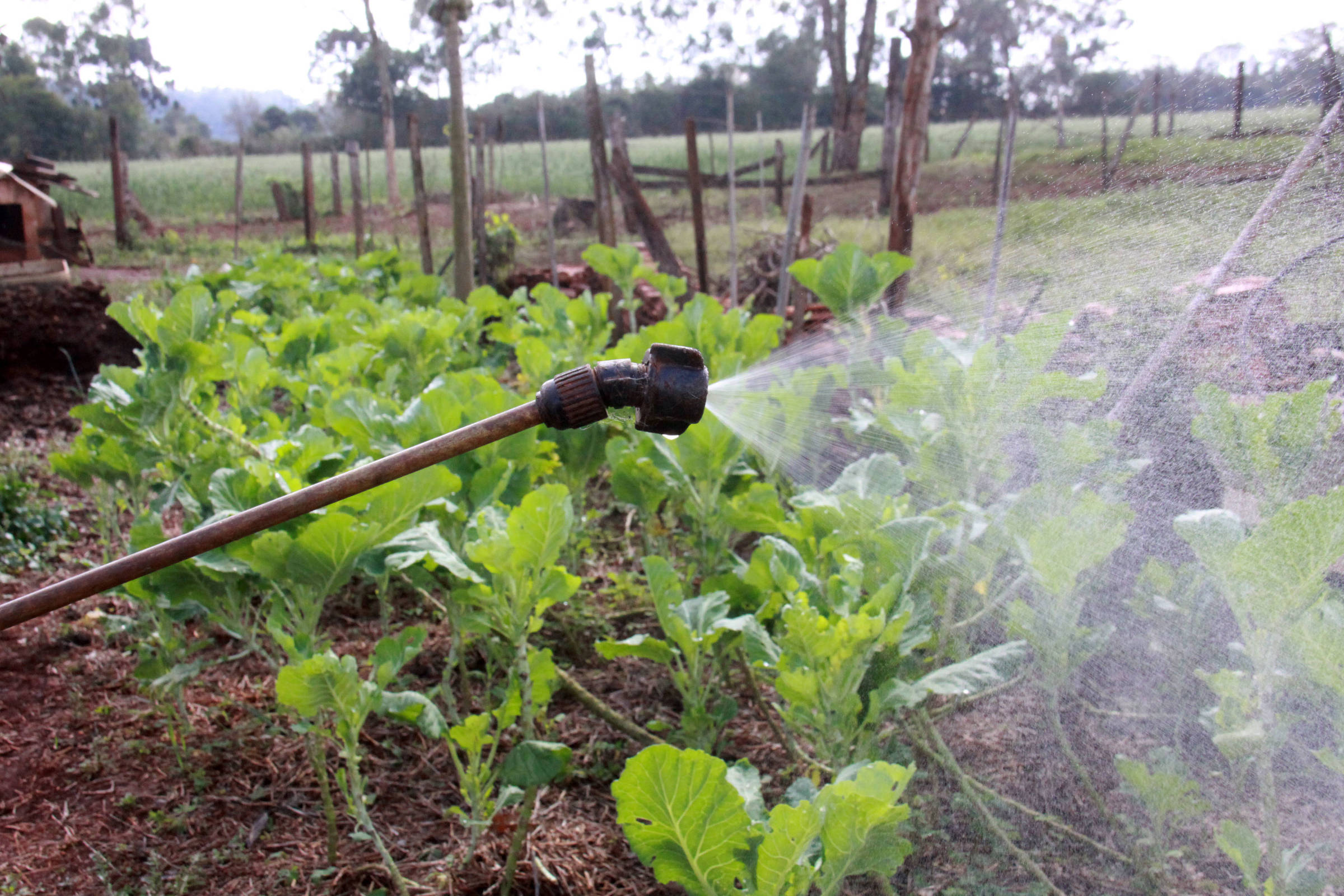 ONGs europeias alertam para risco de câncer por uso de herbicida glifosato