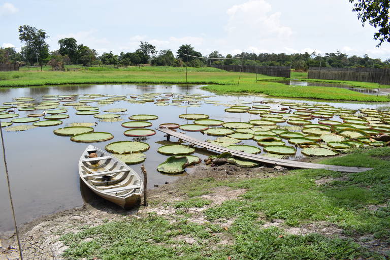 A imagem mostra um lago com grandes folhas de vitória-régia flutuando na superfície. À esquerda, há um pequeno barco de madeira ancorado na margem. O fundo é composto por uma área verde com árvores e um céu parcialmente nublado. A vegetação ao redor do lago é densa e exuberante, refletindo um ambiente natural.