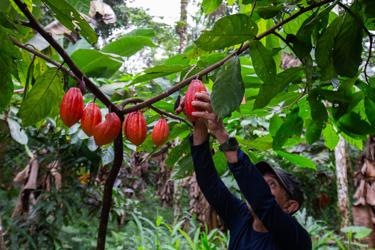 Um homem está colhendo frutos de cacau de uma árvore em uma plantação. Os frutos são de cor vermelha e estão pendurados em um galho. O ambiente ao redor é uma floresta tropical, com muitas folhas verdes e outras plantas ao fundo.