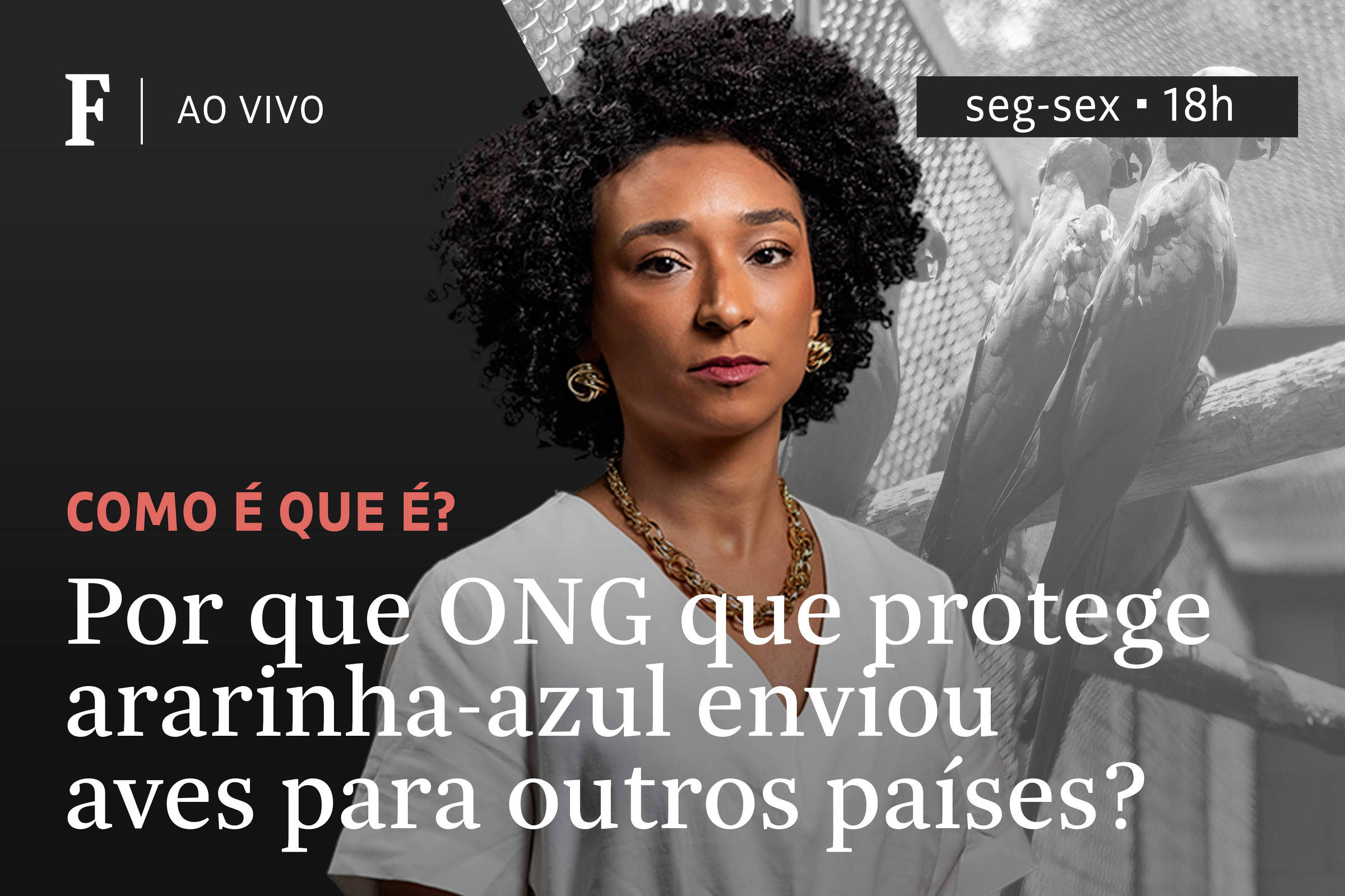 Por que ONG alemã que protege ararinha-azul enviou aves para outros países?