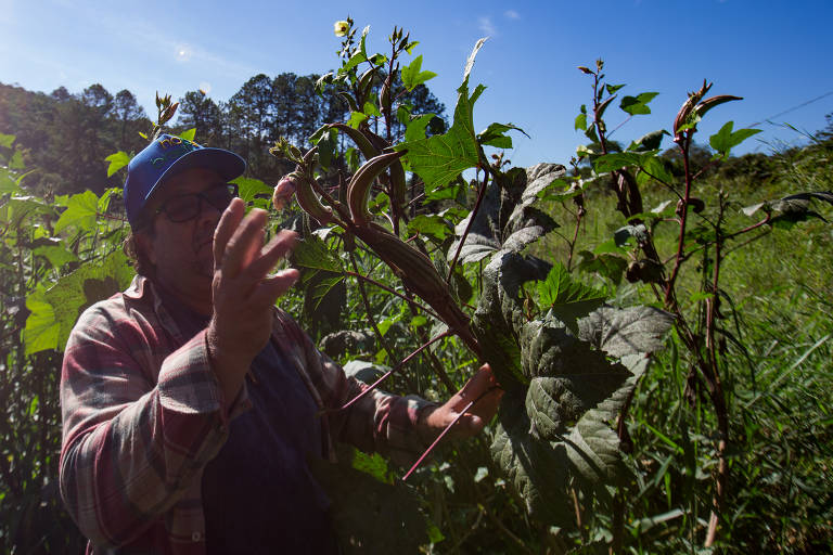 Um agricultor está em um campo, cercado por plantas verdes. Ele usa um boné azul e uma camisa de flanela. Ele parece estar explicando algo enquanto gesticula com as mãos. Ao fundo, há uma vegetação densa e um céu claro.