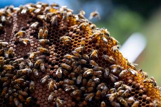 Bee Population In Decline As Hundreds Of Millions Of Unexplained Deaths Plague Bee Industry