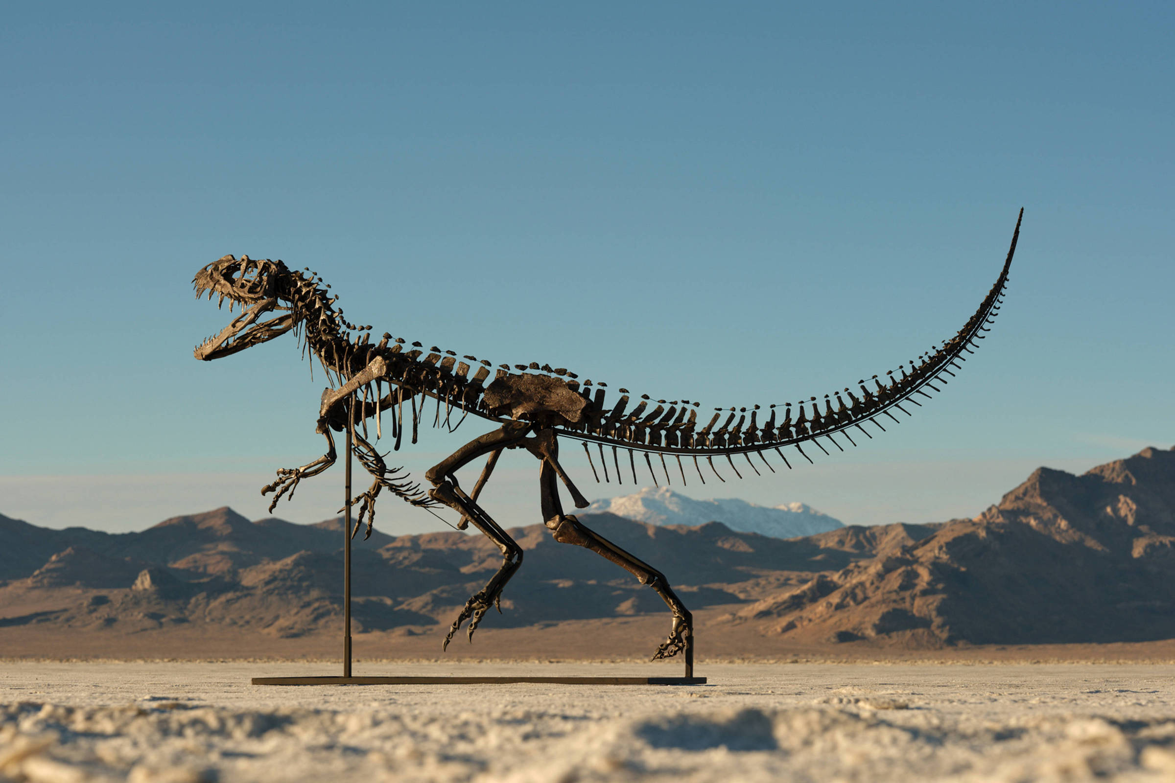 Fóssil de dinossauro avaliado em até R$ 33 milhões será levado a leilão