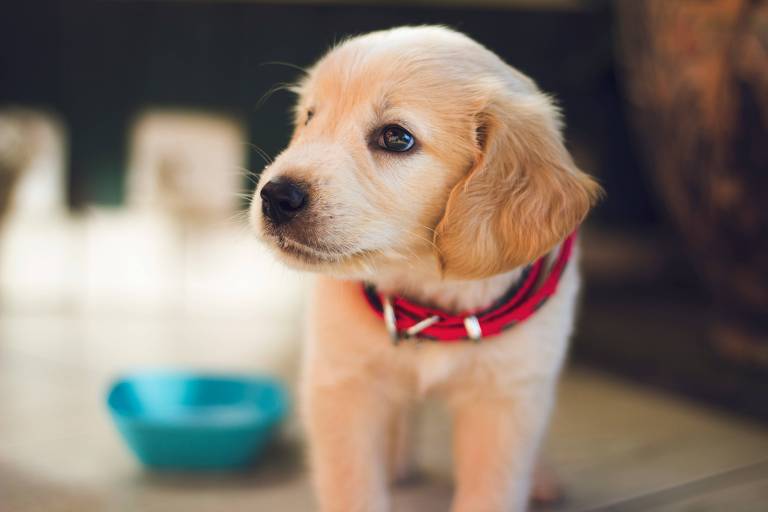 Cães agora podem ser testemunhas em casamentos oficiais em Nova York