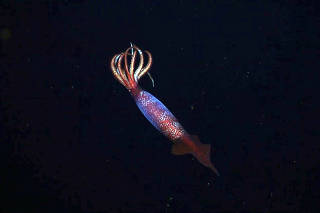 Espécime de lula Gonatus antarcticus