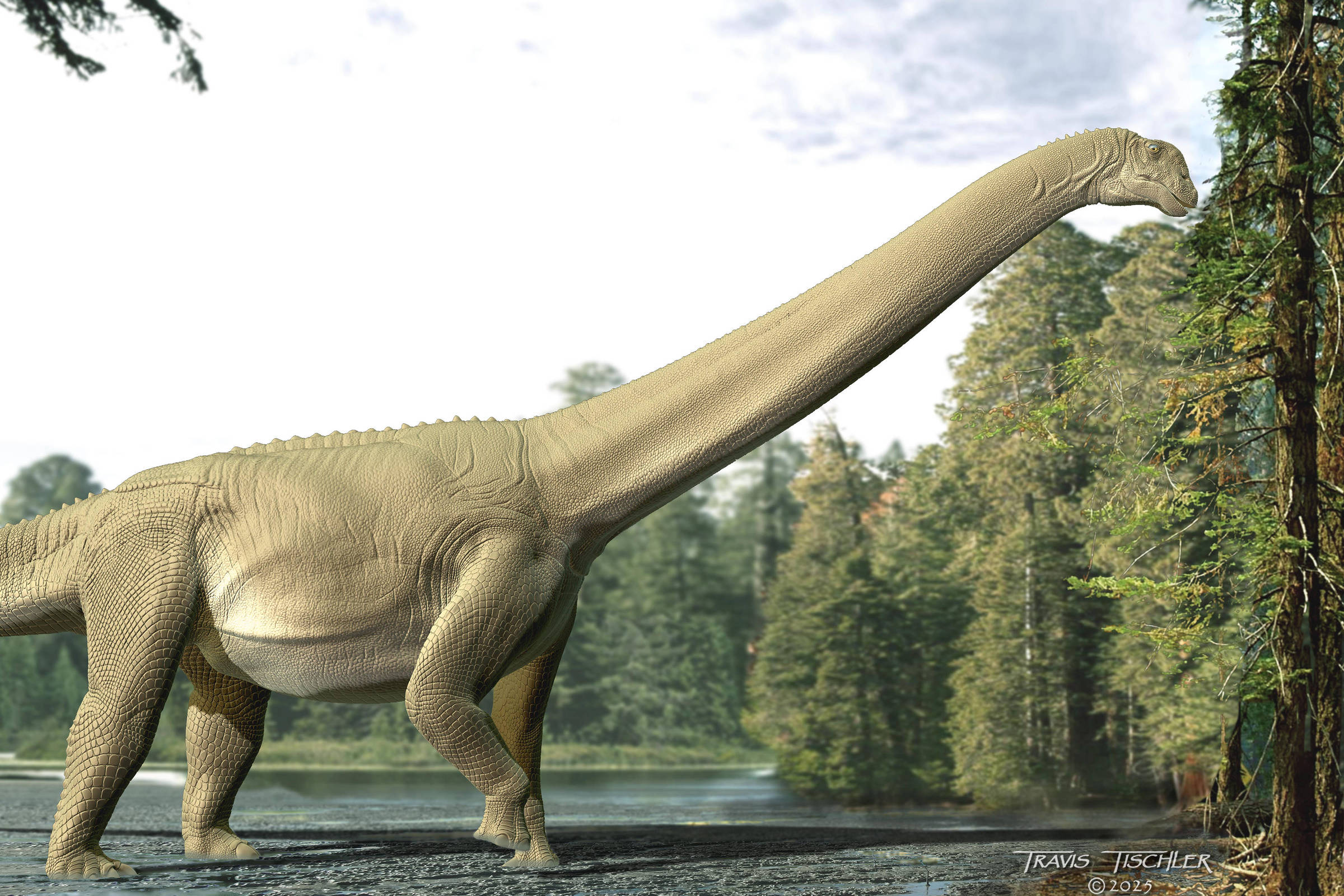Encontrada 1ª prova fóssil de que dinossauros de pescoço longo eram vegetarianos