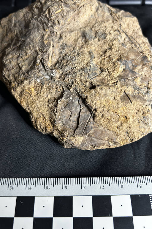 Plantas fossilizadas descobertas no estômago de um saurópode
