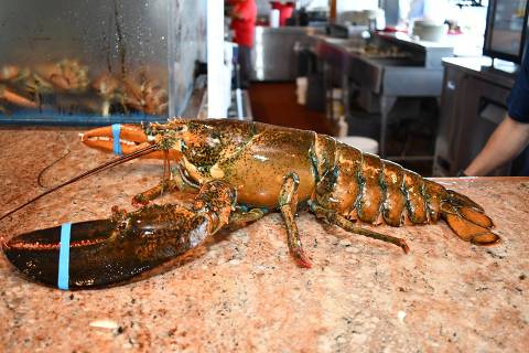 Lagosta volta ao mar após anos esquecida em um restaurante de frutos do mar
