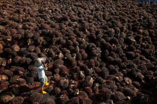 FILE PHOTO: A worker collects palm oil fruit inside a palm oil factory in Sepang, outside Kuala Lumpur