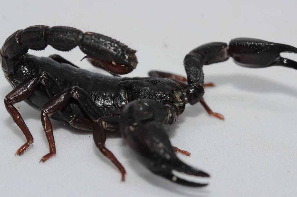 Toxina de escorpião da Amazônia é capaz de matar células de câncer de mama