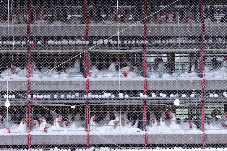 16 países retiram restrições comerciais ao Brasil relacionadas à gripe aviária