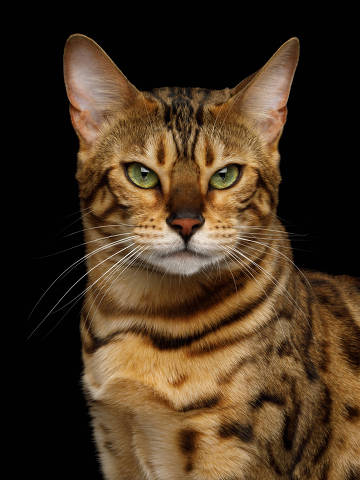 Portrait of Angry Gold Bengal Cat Gazing on isolated Black Background, front view
( Foto: seregraff/adobe stock ) DIREITOS RESERVADOS. NÃO PUBLICAR SEM AUTORIZAÇÃO DO DETENTOR DOS DIREITOS AUTORAIS E DE IMAGEM