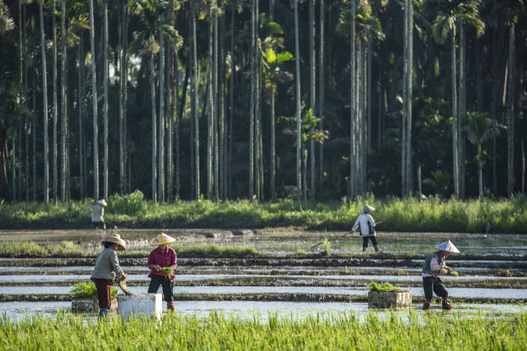Por que o arroz está mais preparado para sobreviver às mudanças climáticas