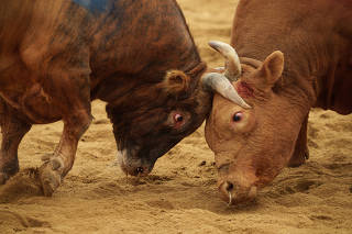 A bull-on-bull fight at the Cheongdo Bullfighting Stadium in Cheongdo, South Korea, in April 2025. (Chang W. Lee/The New York Times)