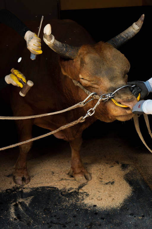 A imagem mostra um boi marrom sendo tratado por duas pessoas. Uma das pessoas está segurando um martelo e uma ferramenta, enquanto a outra está segurando a boca do boi com uma corda. O chão está coberto de serragem e há um fundo escuro. O boi parece calmo durante o procedimento.