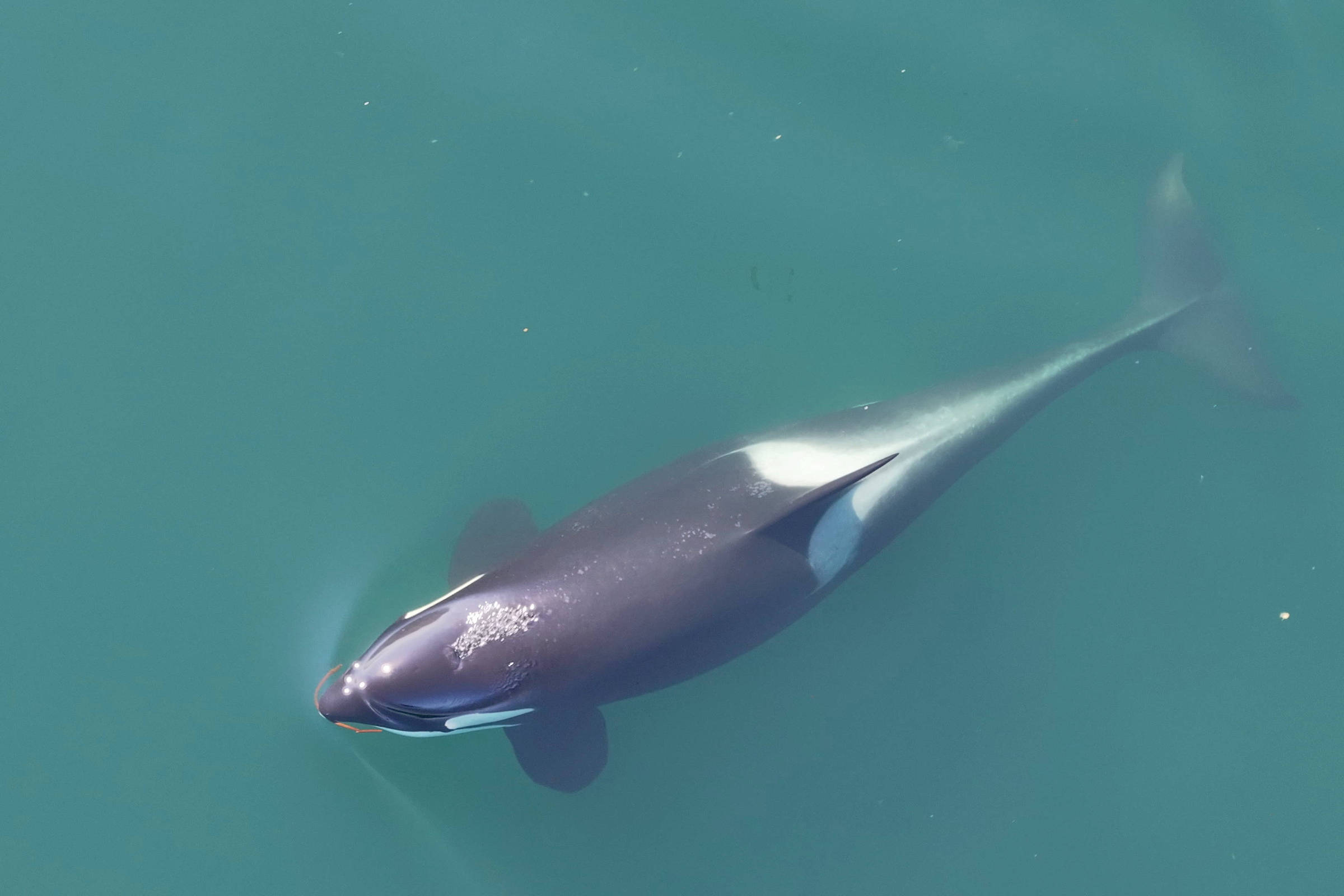 Orcas esfregam a pele uma das outras com 'escova' feita de alga