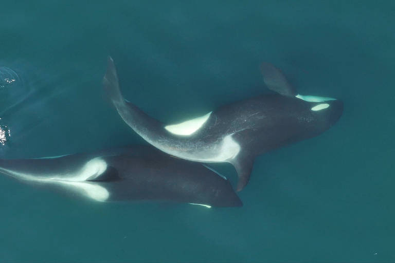 Orca observada por pesquisadores utilizando uma alga para esfregar a pele da outra