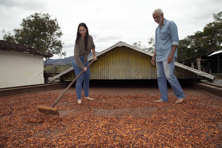 Cultivo orgânico de cacau ganha adeptos no sul da Bahia