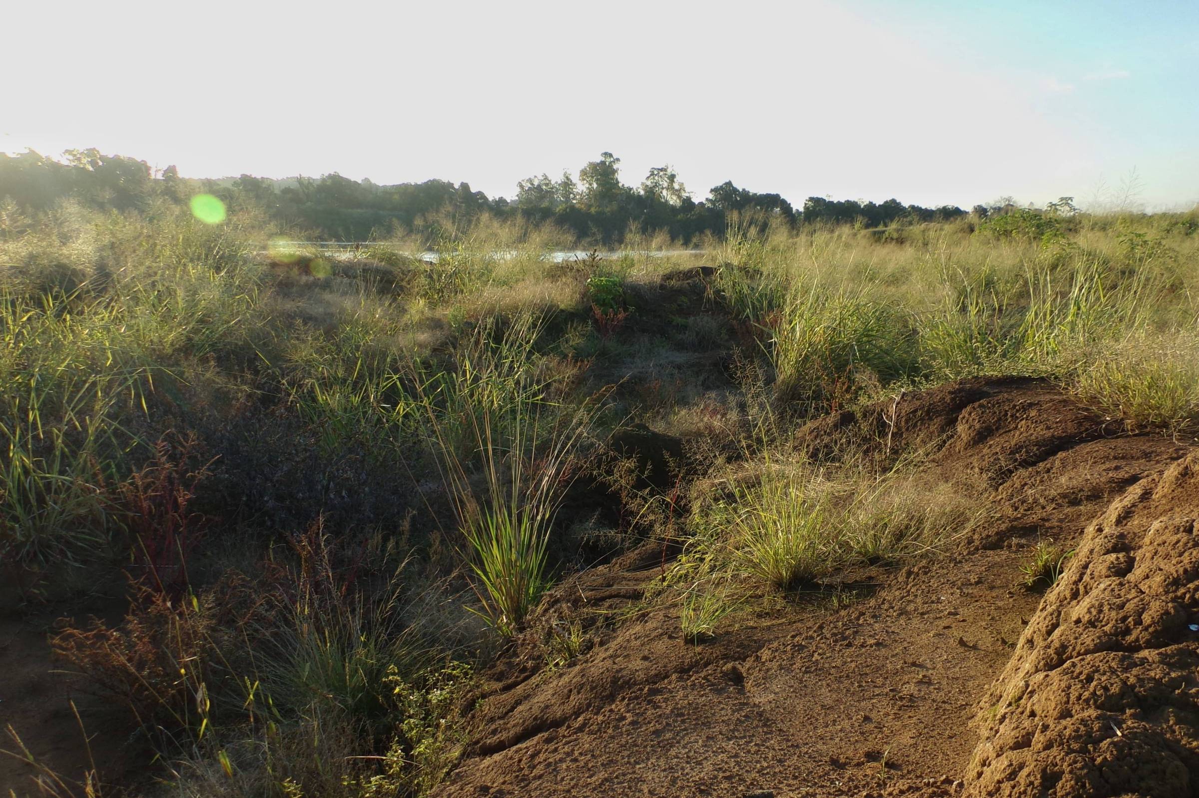 Plantas exóticas invadem áreas degradadas no Rio Grande do Sul