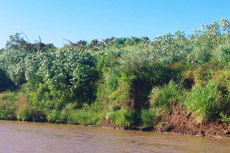 A imagem mostra a margem de um rio com água de cor marrom. À esquerda, há uma vegetação densa, composta por arbustos e gramíneas. O céu está claro e azul, indicando um dia ensolarado.