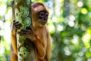BRAZIL-AMAZONAS-MANAUS-SCENERY