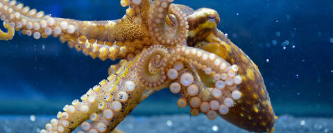 In a photo provided by Sepela et al., Cell 2025 shows, the California two-spot octopus. Scientists discovered that octopuses use their limbs to sample the microbiomes on the surfaces they touch. (Sepela et al., Cell 2025 via The New York Times) -- NO SALES; FOR EDITORIAL USE ONLY WITH NYT STORY OCTOPUS ARMS BY SOFIA QUAGLIA FOR JUNE 17, 2025. ALL OTHER USE PROHIBITED. -- ORG XMIT: XNYT0857 DIREITOS RESERVADOS. NÃO PUBLICAR SEM AUTORIZAÇÃO DO DETENTOR DOS DIREITOS AUTORAIS E DE IMAGEM