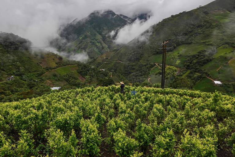 Mercado global de cocaína bate recordes com aumento do cultivo na Colômbia, diz ONU