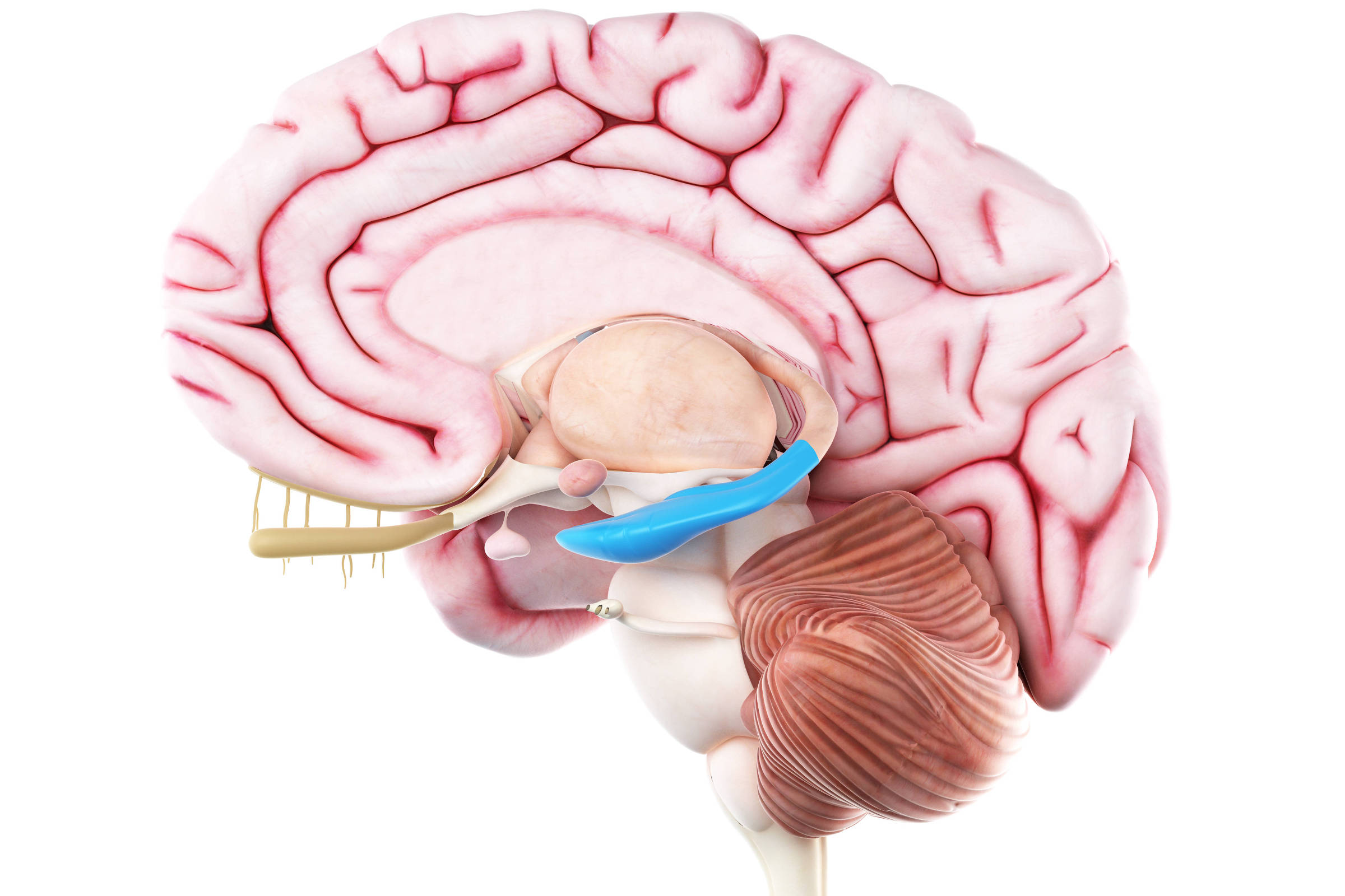 Cientistas mostram como a atividade física altera funções cerebrais e previne demências
