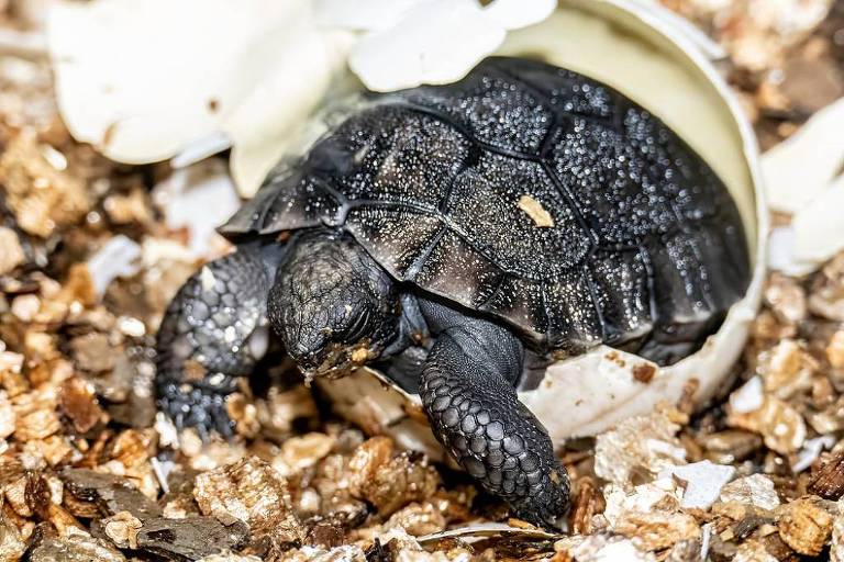 Aos 135 anos, tartaruga se torna pai pela primeira vez