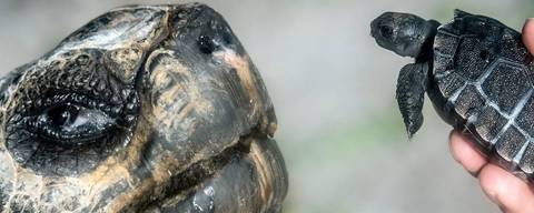 Filhote de Goliath e Sweet Pea, casal centenário de tartaruga-das-galápagos, e um dos pais