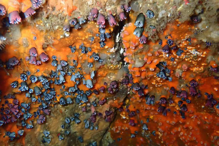 A imagem mostra uma superfície subaquática coberta por diversas criaturas marinhas, incluindo pequenos organismos coloridos em tons de azul, roxo e laranja. As criaturas estão fixadas em uma rocha, criando um padrão vibrante e diversificado. O fundo é composto por rochas e corais, com uma iluminação que destaca as cores das criaturas.