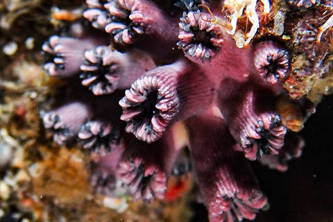 Corais da espécie Rhizopsammia wellingtoni, redescoberto por cientistas em Galápagos, no Equador