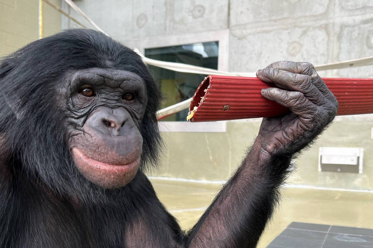 Riso deixa os bonobos mais otimistas
