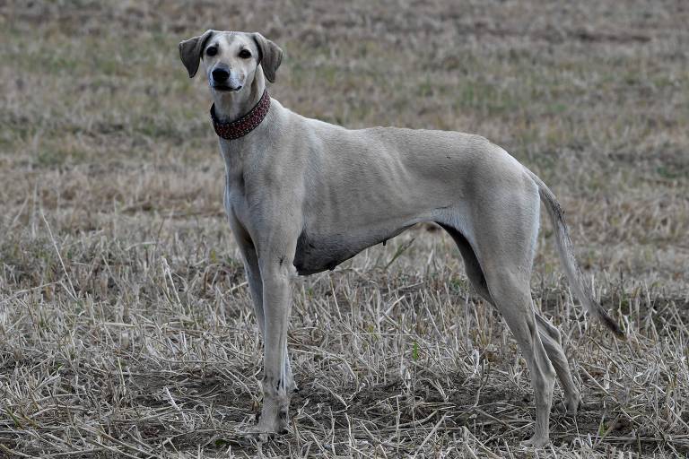 Um cachorro sloughi, originário do norte da África