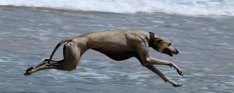 A Tunisian Sloughi hunting dog plays on a beach in Cap Angela, in the Bizerte region on May 22, 2025. The Sloughis, known for their speed and slender physique, have for many centuries accompanied nomadic societies across North Africa, and have been featured in art and lore dating back at least to the Roman era. (Photo by FETHI BELAID / AFP) ORG XMIT: 4766